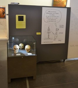 Dessin représentant l'anthropologue à côté d'ossements du musée de Vendeuil-Caply